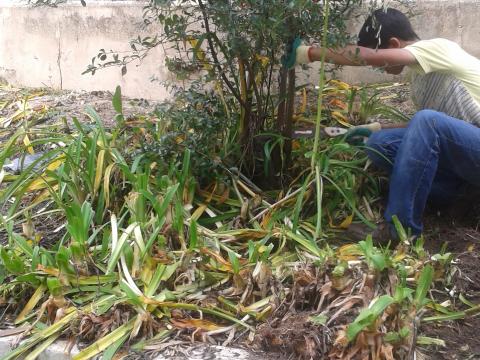 Primeira fase da limpaza do terreno, corte das plantas e arbustos.